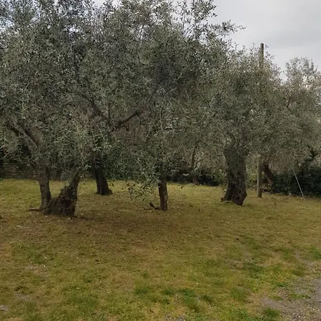 La Vert Olive