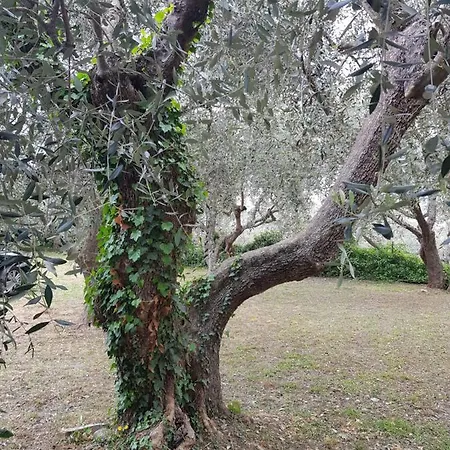 Gæstehus La Vert Olive