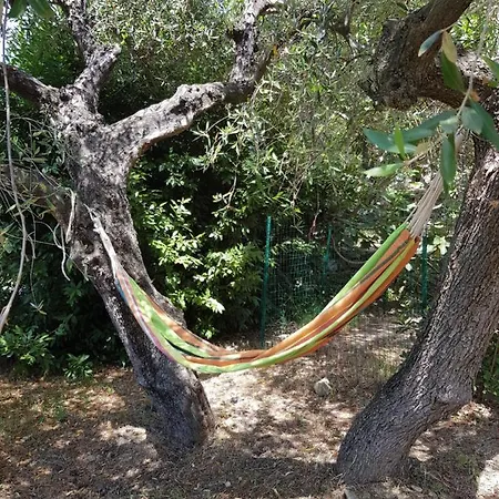 La Vert Olive * Imperia